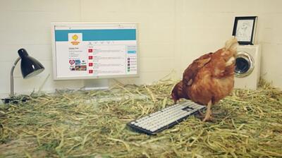 chicken-tweet-hed-2015